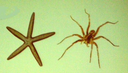 Spider and The Starfish