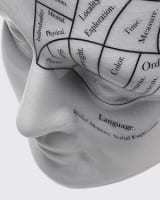 Hersengebieden