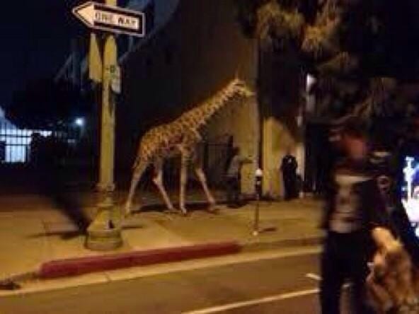 Purge Giraffe