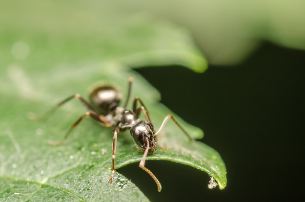 zwarte mier op een blaadje
