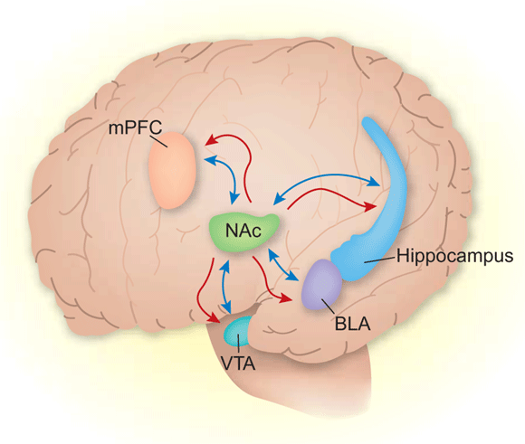 nucleus-accumbens