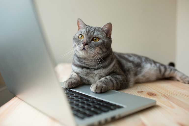 Kat achter laptop.