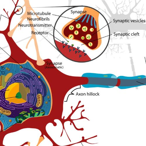 Een synaps is een verbinding tussen twee neuronen. BDNF speelt een rol bij de vorming van nieuwe synapsen.