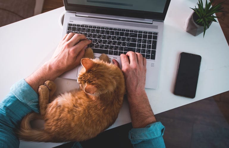 Thuiswerken met een kitten bij de laptop.