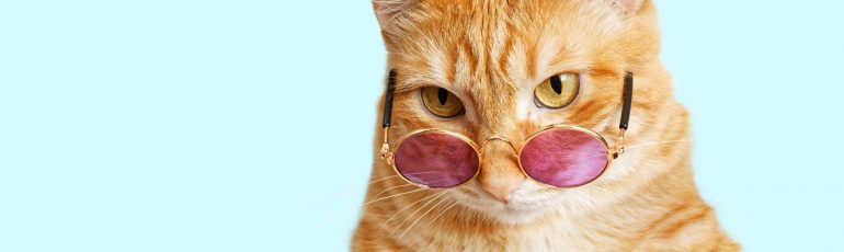 Oranje kat met roze bril