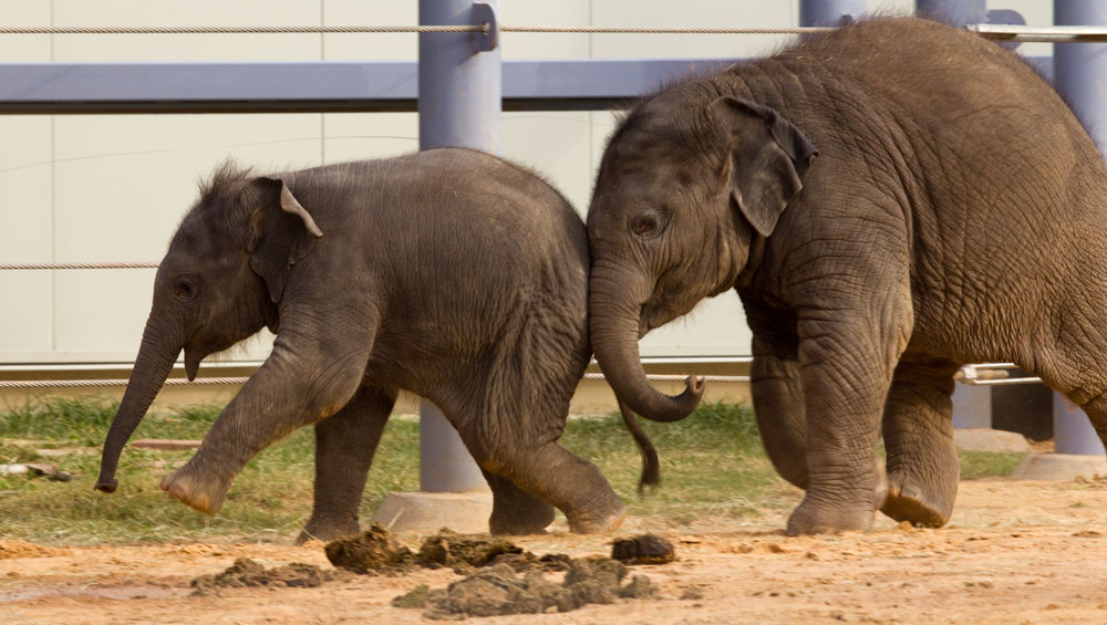Olifant geeft andere olifant een duwtje