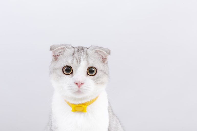 scottish fold kat beeldgebruik van dieren met schadelijk uiterlijk