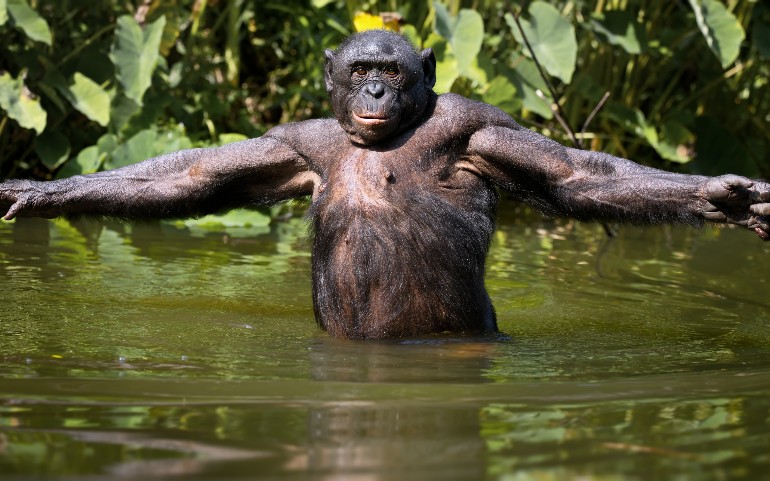 De bonobo: ‘ik ben echt super belangrijk'-apenbaas.