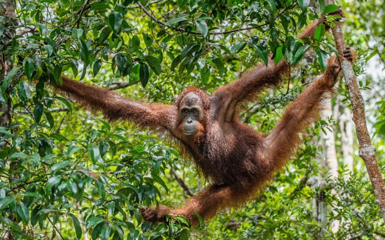 De orang-oetan: achtergrondbaas.